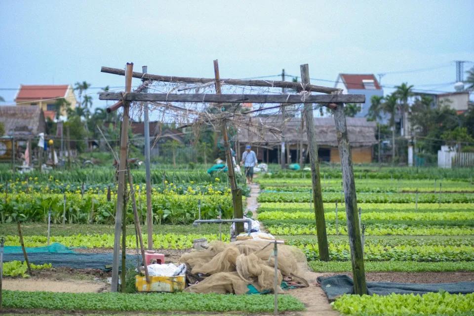 Vườn rau của Nông Sản An Nhiên